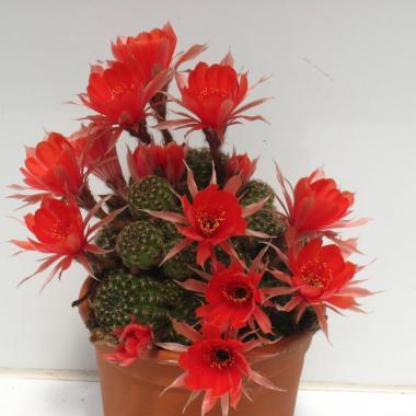 Lobivia arachnacantha